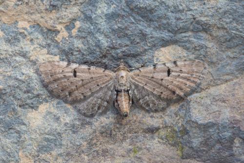 Eupithecia expallidata